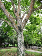 Magnolia × alba
