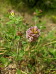 Trifolium grandiflorum