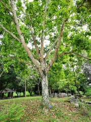 Magnolia × alba