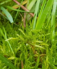Calliergonella cuspidata