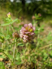 Trifolium grandiflorum