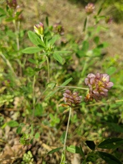 Trifolium grandiflorum