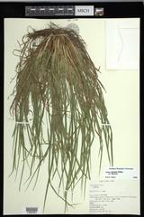 Carex digitalis digitalis