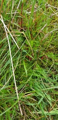 Calliergonella cuspidata