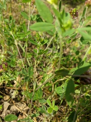 Trifolium grandiflorum