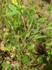 Trifolium grandiflorum