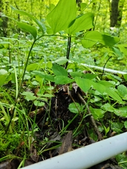 Polygonatum biflorum