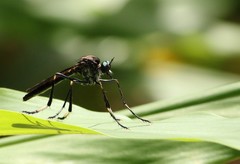Archilestris capnopterus