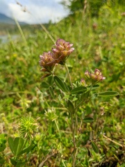 Trifolium grandiflorum