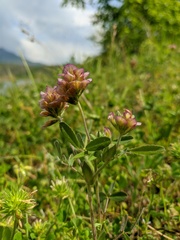 Trifolium grandiflorum