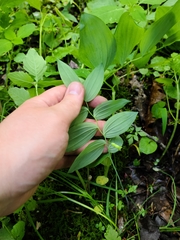 Polygonatum biflorum