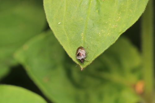 Woundwort Shield Bug, Alkmaar, Nederland, photo 9 of 10