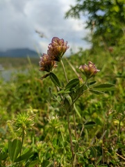 Trifolium grandiflorum