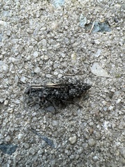 Chalcophora virginiensis