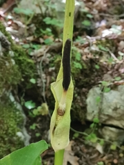 Arum orientale