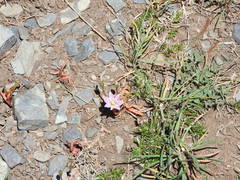 Lewisia pygmaea