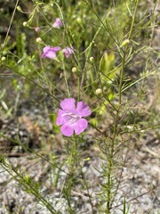 Agalinis filifolia