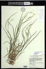 Carex digitalis digitalis