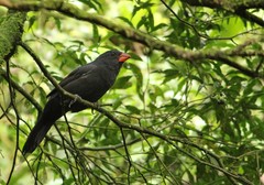 Saltator fuliginosus
