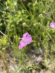 Agalinis filifolia