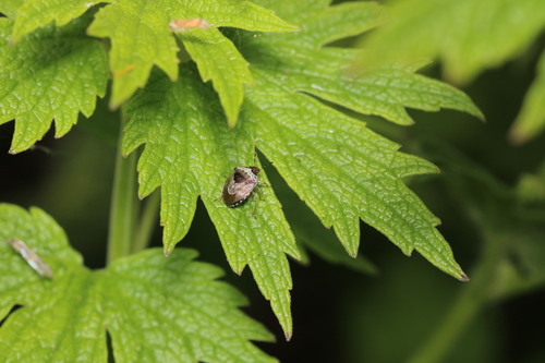 Woundwort Shield Bug, Alkmaar, Nederland, photo 10 of 10