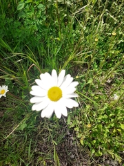 Leucanthemum vulgare