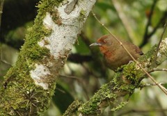 Phacellodomus erythrophthalmus