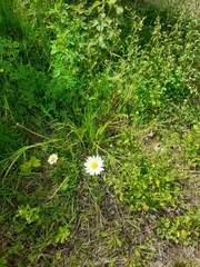 Leucanthemum vulgare