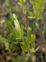Legousia hybrida