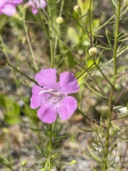 Agalinis filifolia