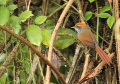 Synallaxis ruficapilla