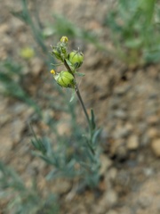 Linaria simplex