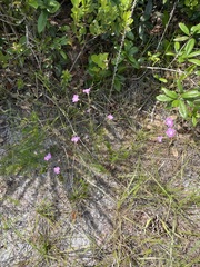Agalinis filifolia