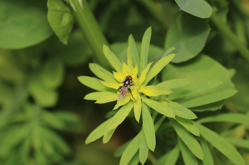 Tooth-thighed Hoverfly, Alkmaar, Nederland, photo 4 of 10