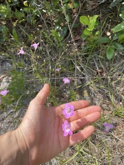 Agalinis filifolia