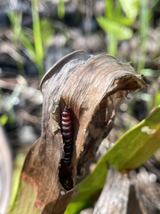 Exyra semicrocea