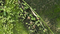 Bambusa dolichoclada