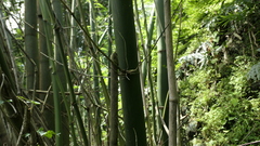 Bambusa dolichoclada
