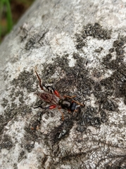 Chalcosyrphus valgus
