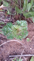 Arctopus echinatus