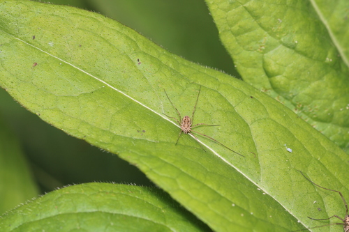European Harvestman, Alkmaar, Nederland, photo 8 of 10