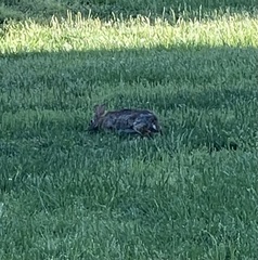Sylvilagus floridanus