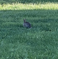 Sylvilagus floridanus