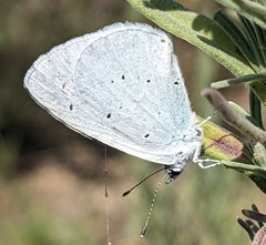 Celastrina argiolus