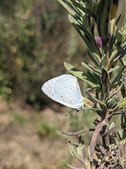 Celastrina argiolus