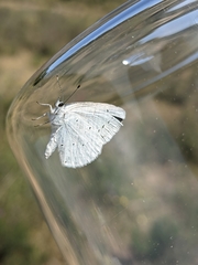 Celastrina argiolus