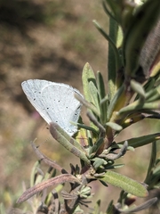 Celastrina argiolus