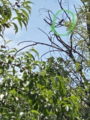 Cuculus canorus canorus