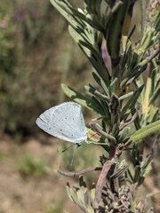 Celastrina argiolus