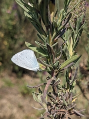 Celastrina argiolus